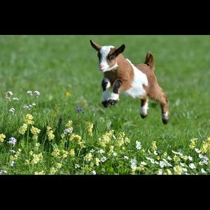 Meet your Posher, Blair